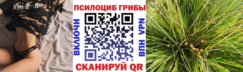 Купить где  Баймак  Псилоцибиновые грибы MAGIC MUSHROOMS 
